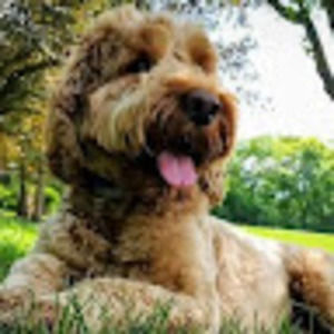 Meet your Posher, Jeffrey